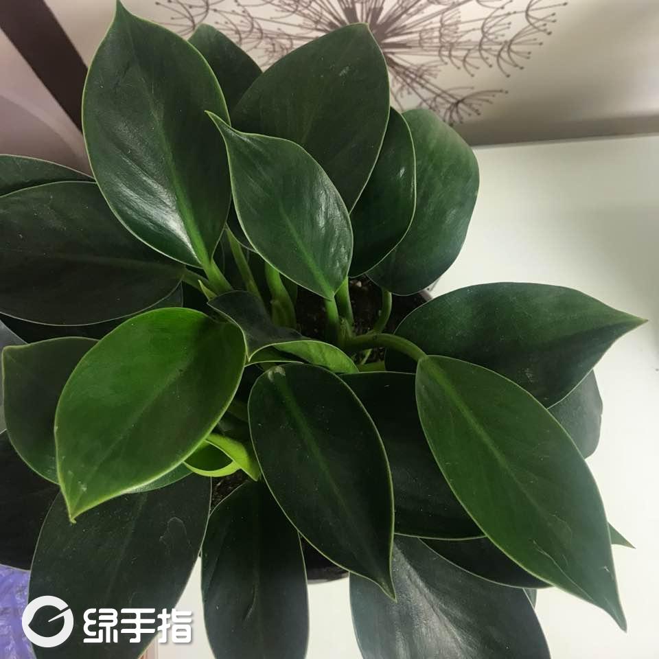 美人綠最新潮流，時尚還是態(tài)度的展現(xiàn)