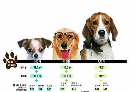 揭秘狗狗壽命，最新狗年齡全解析??