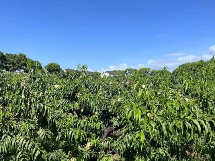 桃上市嘗鮮季節(jié)來襲！????