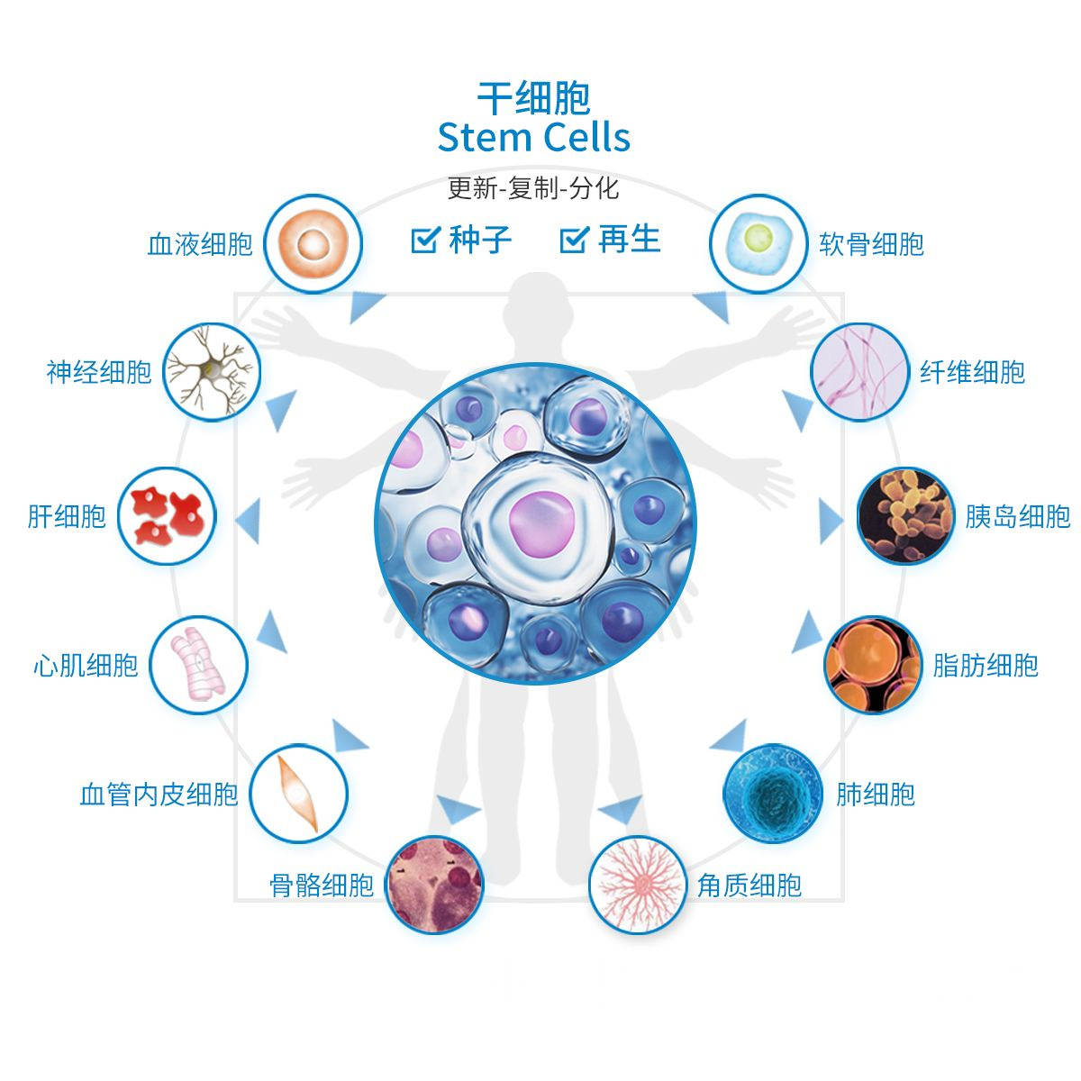 干細(xì)胞研究取得新突破，最新觀點論述解析